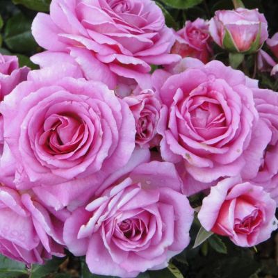 World Of Roses launches the Imagine Rose