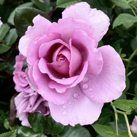 Buy A Personalised Rose Plant & Gift - Order Online Today