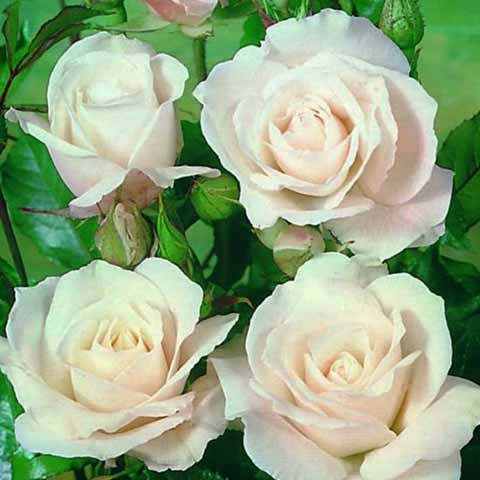 Roses For Special Occasions