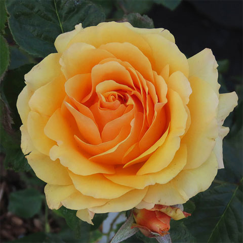 Roses For Special Occasions