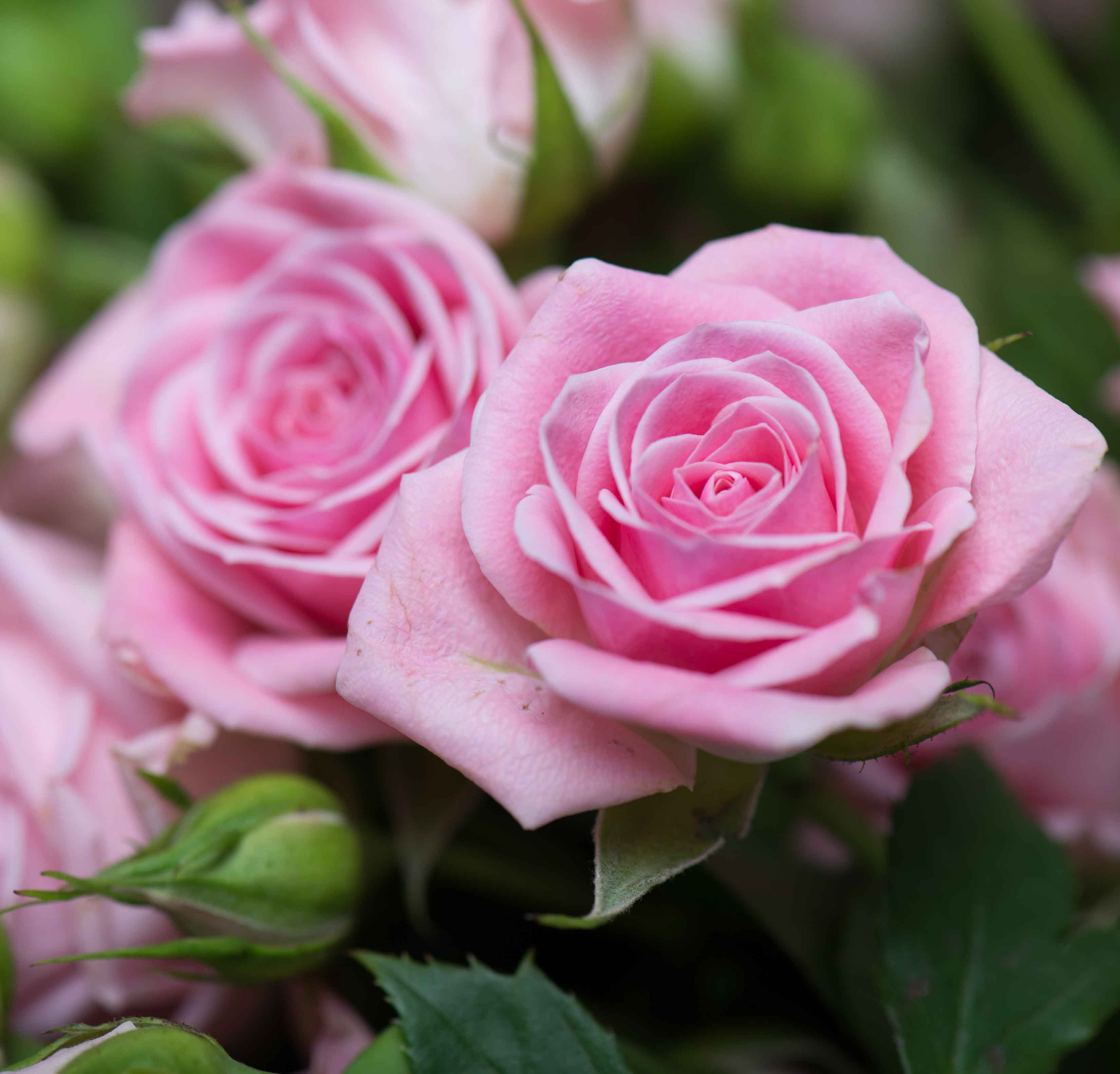 Buy on sale rose plants
