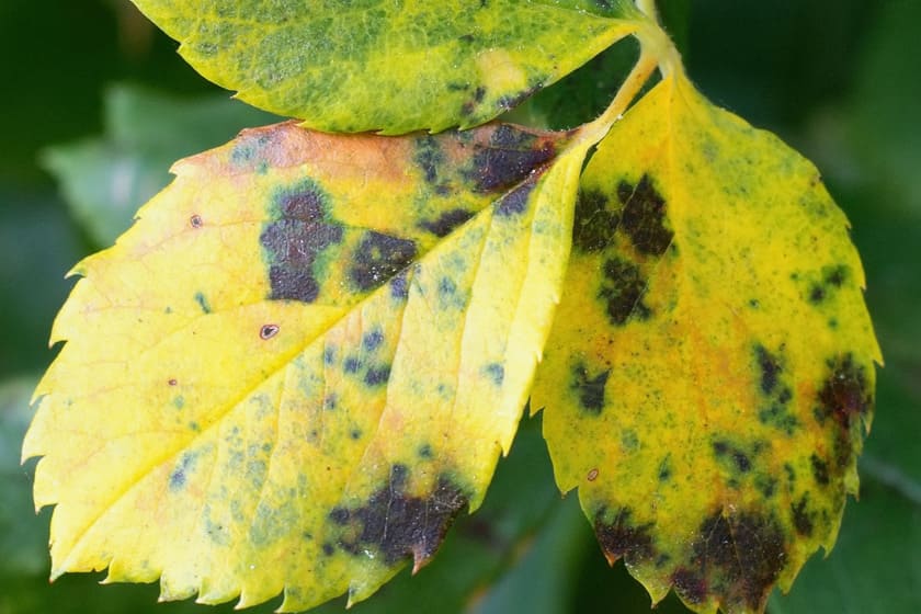 Spots On Roses The Essential Guide To Roses | World of Roses