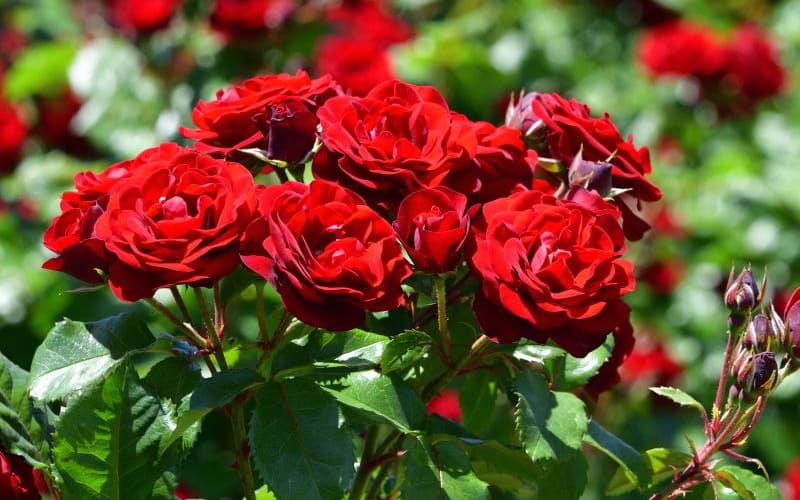 The Essential Guide To Roses | World of Roses