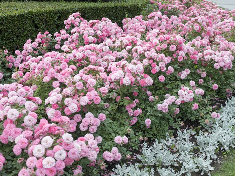Groundcover Roses