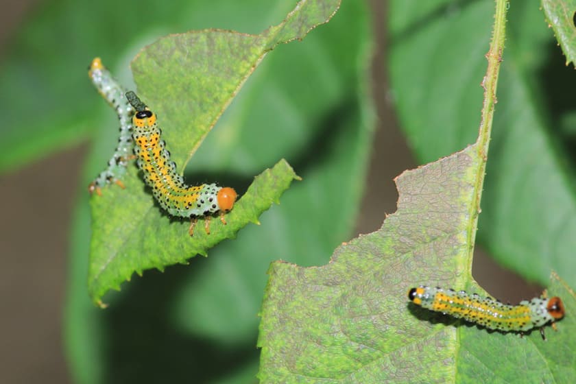Caterpillars