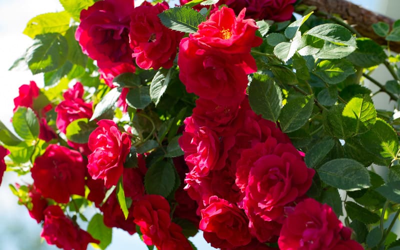 The Essential Guide To Roses | World of Roses