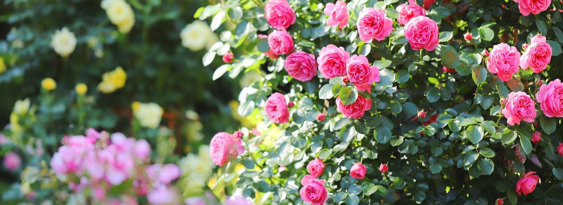 Feeding, Watering & Mulching