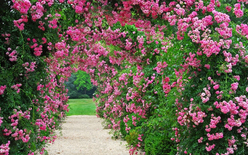 The Essential Guide To Roses | World of Roses