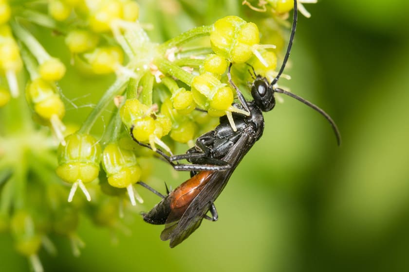 Leaf Rolling Sawfly