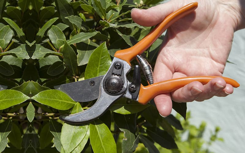 Secateurs