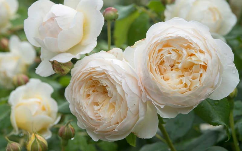 Shrub Roses
