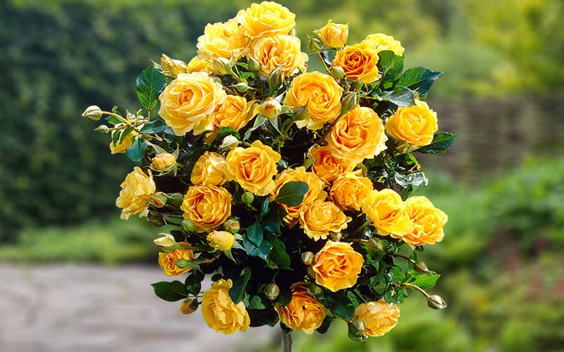 Std Roses The Essential Guide To Roses | World of Roses