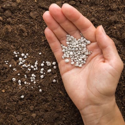 How to plant your rose - Step 2