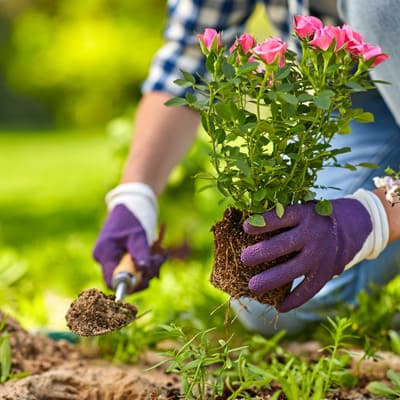 How to plant your rose - Step 3