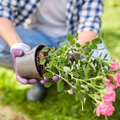 How to plant your rose - Step 4