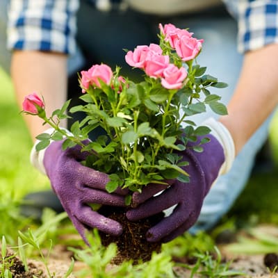 How to plant your rose - Step 5