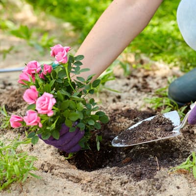 How to plant your rose - Step 6