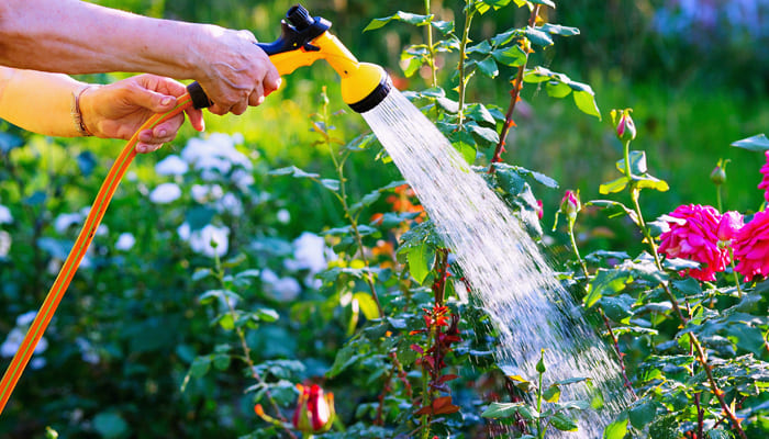 The Essential Guide To Roses | World of Roses
